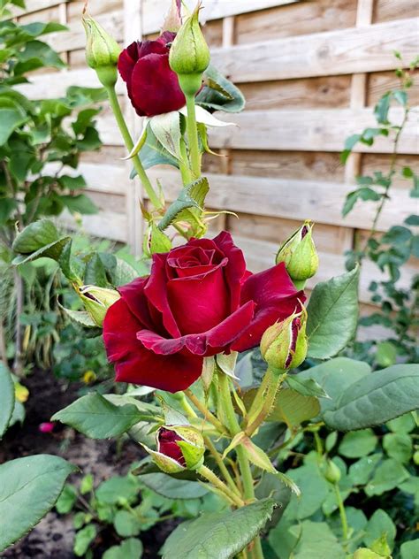 baccara rosen|baccara rose versand.